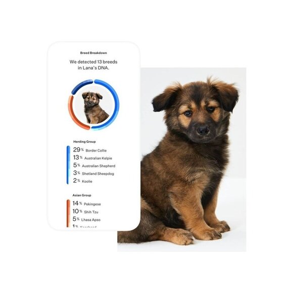 Wisdom Panel Essential Dog DNA Test